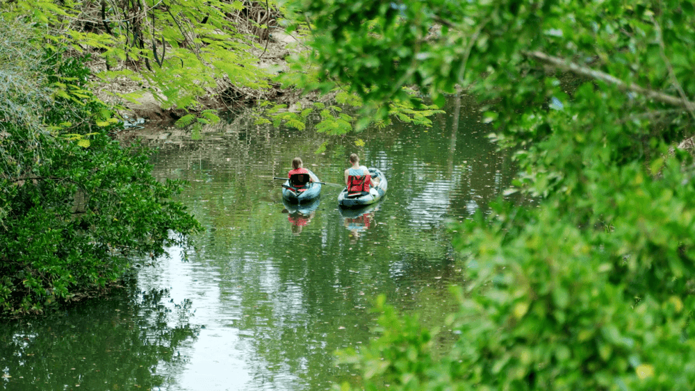Kayakers paddling the Estero River, part of the natural corridor the trail will run alongside